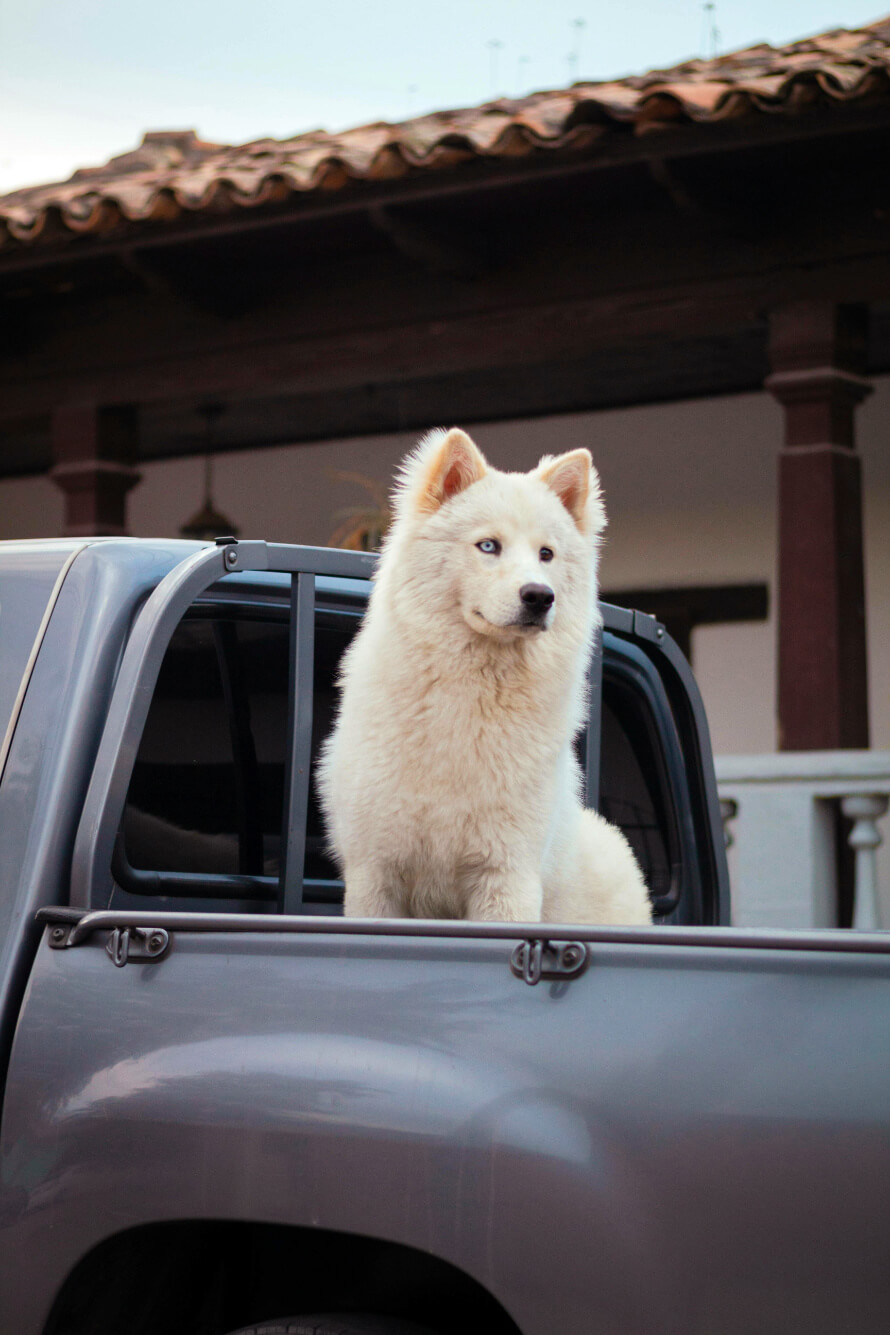 Samoyed kutya